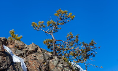 Winter landscape with a young pine tree growing on a stone against a blue sky background