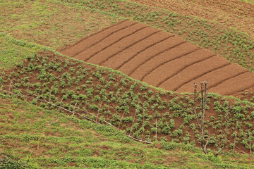 Small cultivated fields in Ghandruk, Nepal.