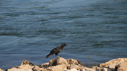 a wild raven on the river bank
