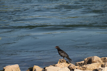 a wild raven on the river bank