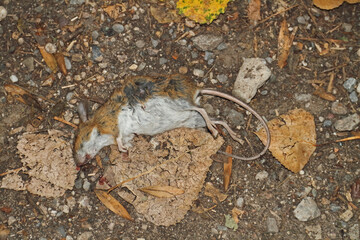 Killed mouse on garden floor