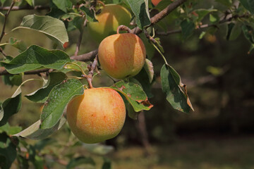 Ripe apple on the branch of a tree with green leaves