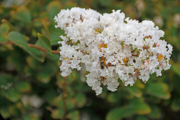 An umbel of white Indian lilac flowers in detail - obrazy, fototapety, plakaty