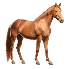 Brown horse on transparent background