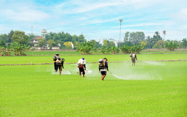 Many Thai farmer spray herbicides Farmers spray insecticides on paddy field.