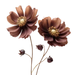 brown flower on isolated background © Porechenskaya