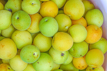 Fresh yellow  plums, light green plums background. - 678293328