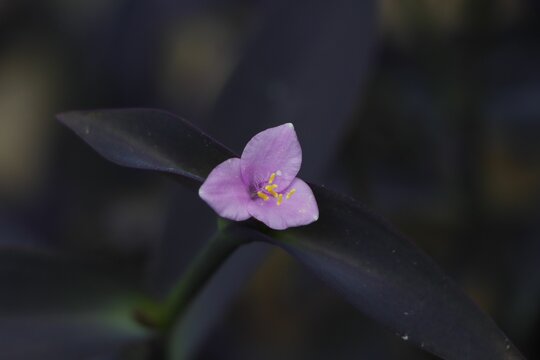 Closeup shot of a delicate three-petal Purple heart flower with dark green leaves in a garden