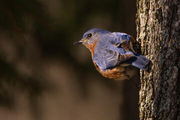 Bluebird on a tree