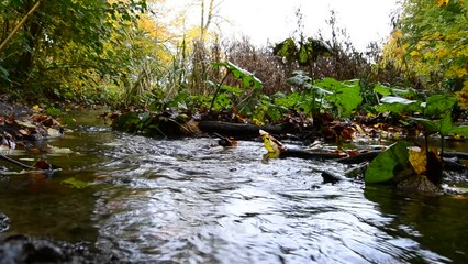 Water stream in the forest at daytime