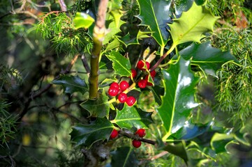 Closeup shot of a holly plant with red berries and green spiky leaves