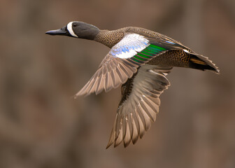blue wing teal 
