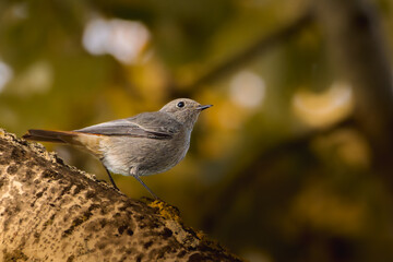 Black Redstart perched on a tree branch