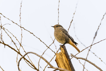 Black Redstart perched on a tree branch