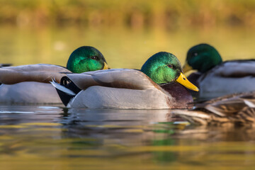 mallard swimming on the surface of a pond in the light of an autumn morning