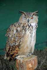 A one-eyed eagle owl at a therapy bird show