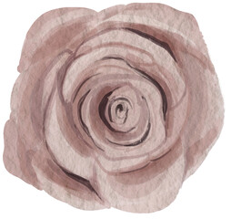 Beige rose flower illustration PNG