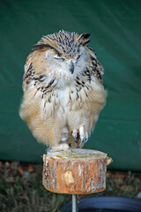 A one-eyed eagle owl at a therapy bird show