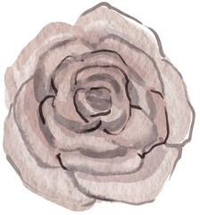 Beige rose flower illustration PNG