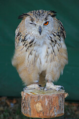A one-eyed eagle owl at a therapy bird show