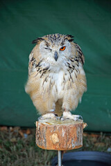A one-eyed eagle owl at a therapy bird show