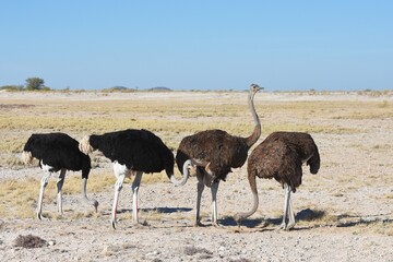 Strauße (struthio camelus) im Etoscha Nationalpark in Namibia. 