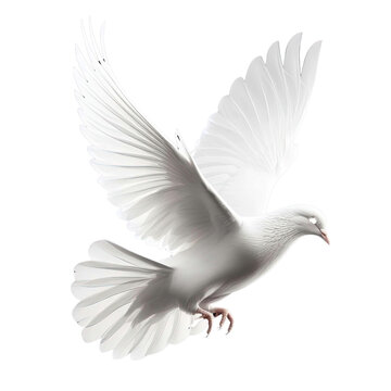 white pigeon flying , isolated on transparent background cutout