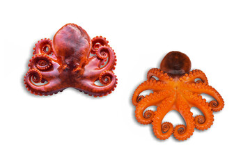 octopus cephalopod isolated on white background with clipping path. 