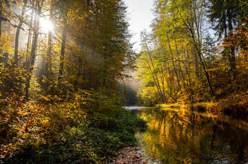 Fototapeta na wymiar Colorful autumn forest with sunny ray on river bank, Kamenice.