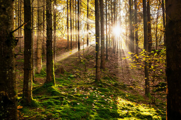 Obraz premium Sun's rays shine through the dark forest in autumn.
