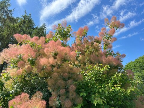 Smoke bush scumpia coggigria Cotinus tree, fog tree, Smoketree, Fustet, Venetian sumac