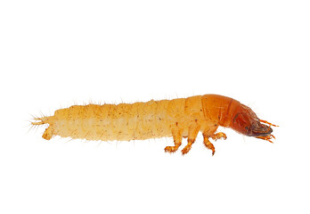 Ground beetle larva isolated on white background, Carabidae sp