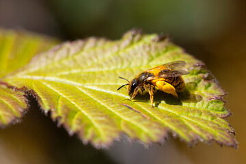 bee perched on the leaf of a bush smeared with pollen. horizontal macro nature photograph of pollinating animals.