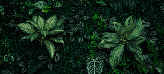 background of dark green tropical leaves ( monstera, palm, coconut leaf, fern, palm leaf,bananaleaf)  background. concept of nature