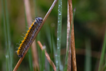 black and yellow hairy caterpillar crawling on a grass with striped grass background. insects in nature.