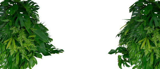Plant leaves Green nature Tropical forest isolated on transparent background - png