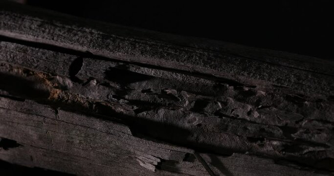 Texture of weathered old wood with scratches and cuts. Damaged aged rough timber in dark indoors. Structure of scabrous pattern of wooden aged surface with stains. log with bark beetle marks.