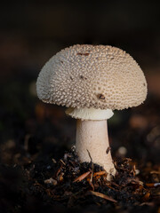 White Mushroom in the Leaf Litter