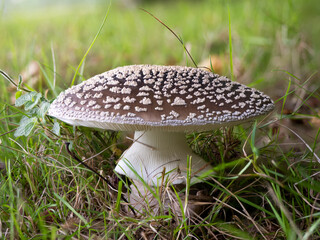 Panther Cap Mushroom in a Meadow