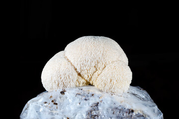 Mycelium substrate with Hericium erinaceus mushroom (lion's mane mushroom) growing kit, fungi culture. Isolated on black background