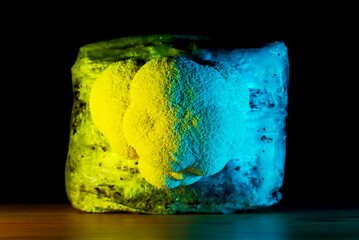Mycelium substrate with Hericium erinaceus mushroom (lion's mane mushroom) growing kit, fungi culture in a psychedelic yellow and light blue neon light on black background