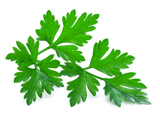 Green fresh top of parsley herb isolated on white background.