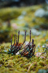 Dried trunks of the plant macro photography, moss in the forest, lichen, burgundy stems of autumn lingonberries.