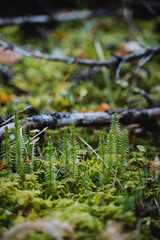 Macro shot of forest cover, green moss close-up, pasture of wild animals.