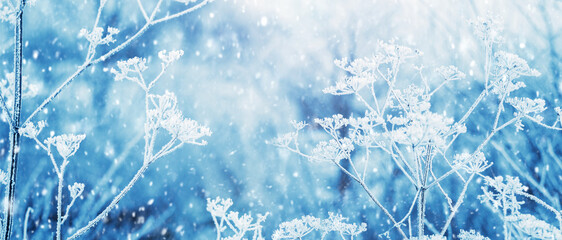 Christmas winter background with dry plants covered with frost in forest on blurred background...