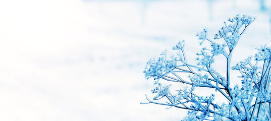 Ice covered dry plant in winter on blurred background, copy space