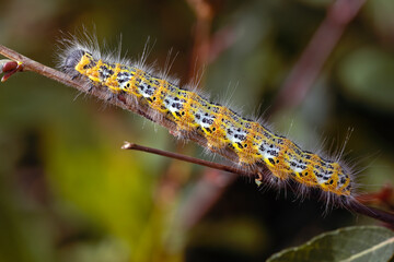 yellow and black hairy caterpillar crawling on a branch, on a sunny day.