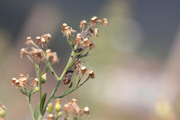 horizontal macro-photograph of a plant in the sun with a dead dried caterpillar. fauna and nature.
