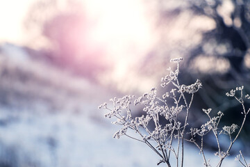 Dry plant covered with frost in the forest during sunset