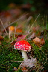 Fly agaric (Amanita muscaria) is a red and white spotted poisonous toadstool growing in a forest in Iserlohn Sauerland, Germany. Macro close up of fresh colorful mushroom growing in moss and foliage.